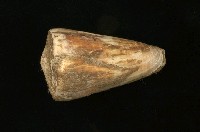 藏品(芋螺)的圖片